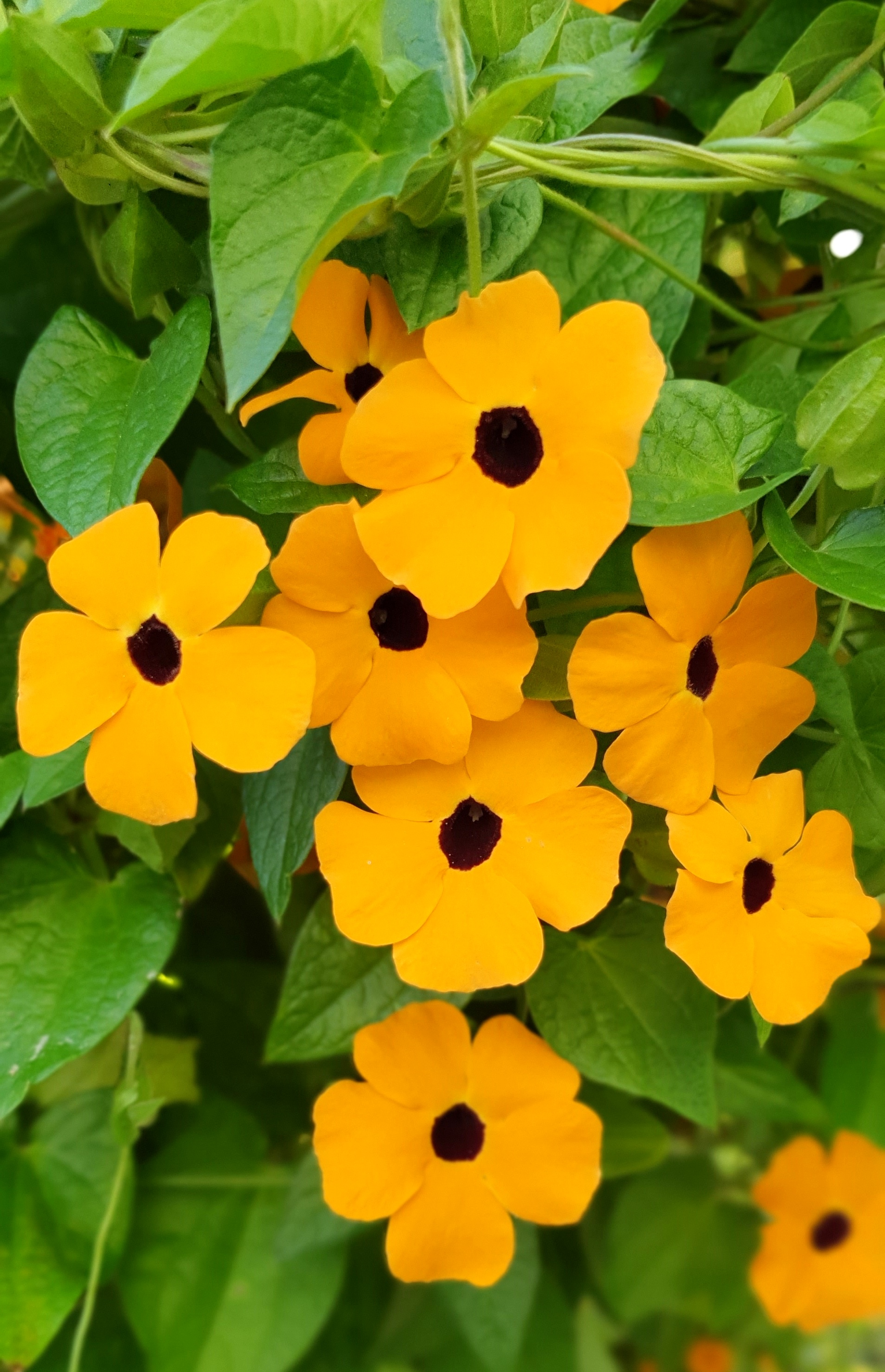 BLACK EYED SUSAN VINE THUNBERGIA ORANGE 20 seeds Thunbergia Alata